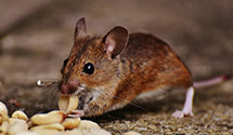 24 Hour & Emergency Exterminators in Mount Jackson, VA